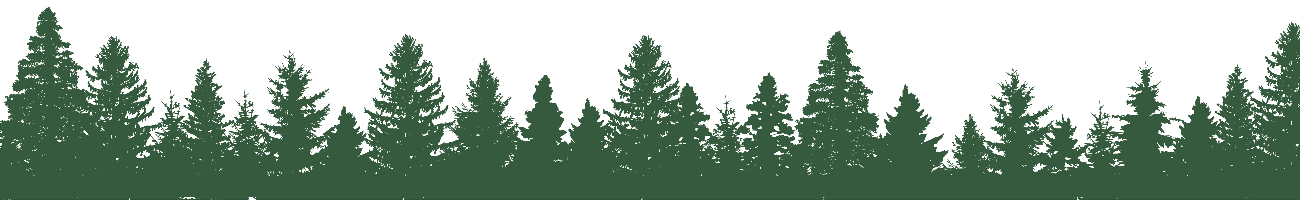 Eine Reihe an Tannen